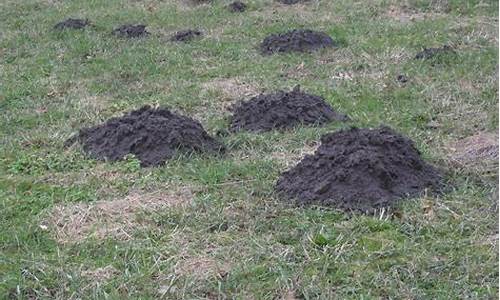 molehill_Molehills